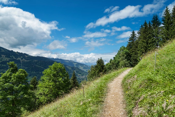 hiking route in green alpine forest