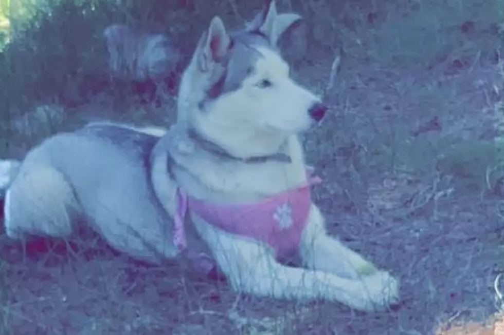 Can You Help This Boise Woman Reunite With Her Service Animal?
